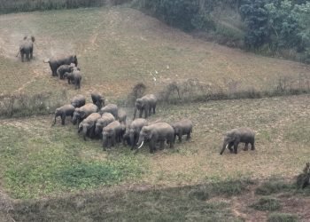 New Arrival Calf in Kalidunguri Forest