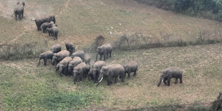 New Arrival Calf in Kalidunguri Forest