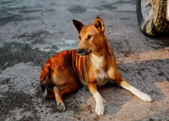Dog mauls elderly woman to death in Odisha’s Balasore