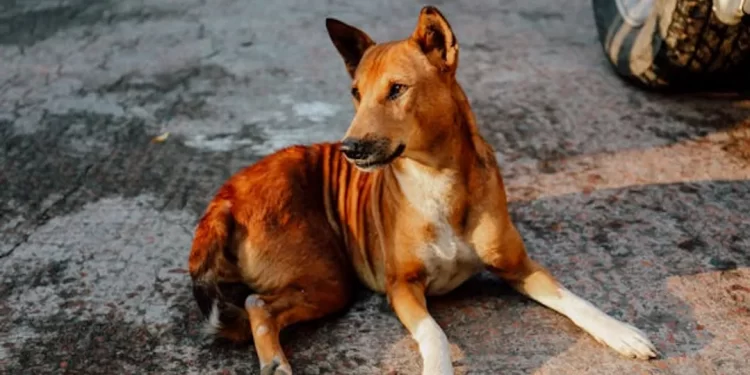 Dog mauls elderly woman to death in Odisha’s Balasore