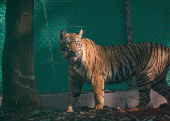 Zeenat Released into Similipal Tiger Reserve Core Area, Boosting Genetic Diversity