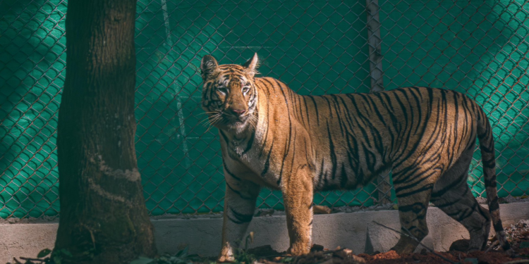 Zeenat Released into Similipal Tiger Reserve Core Area, Boosting Genetic Diversity