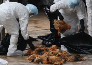 Next Pandemic Will Be From Bird Flu: ‘Just A Matter Of Time,’ Says US Expert