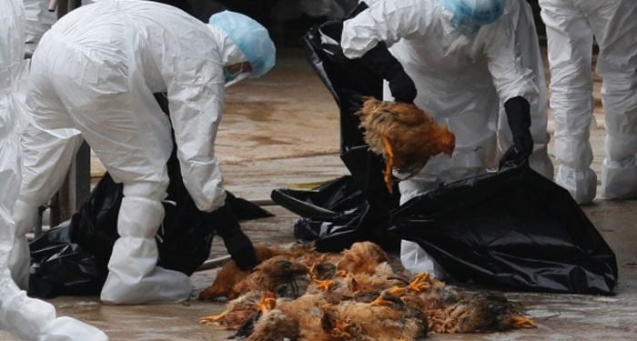 Next Pandemic Will Be From Bird Flu: ‘Just A Matter Of Time,’ Says US Expert