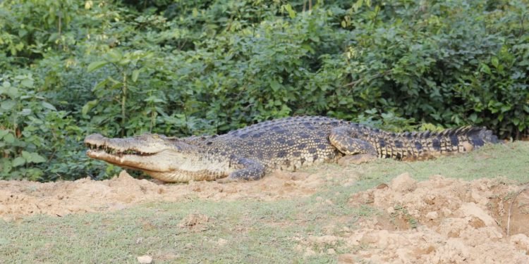 Bhitarkanika National Park will remain close from 14th January to 22nd January  next for status survey of Estuarine crocodile  -2025