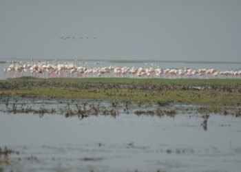 Odisha Introduces Luxury Cruises on Chilika Lake to Enhance Tourism