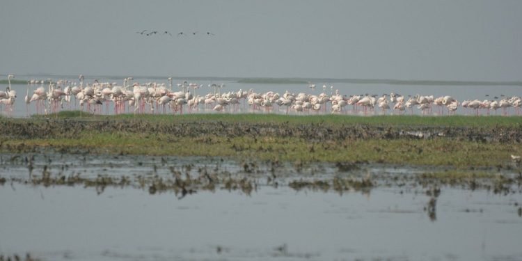 Odisha Introduces Luxury Cruises on Chilika Lake to Enhance Tourism