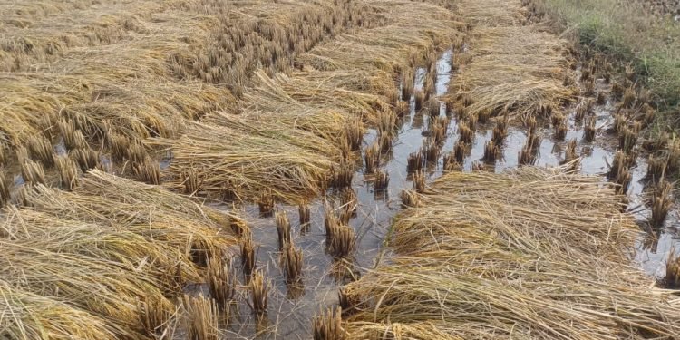 Odisha Govt Assures Compensation for Farmers Amid Widespread Crop Loss