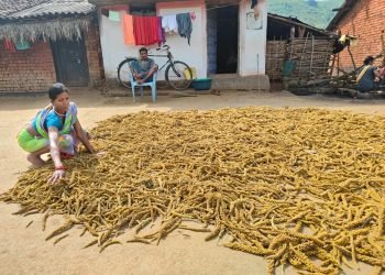 Harvesting Resilience: The Farmer Reviving Ancient Crops in Kodiguda, Rayagada