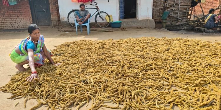 Harvesting Resilience: The Farmer Reviving Ancient Crops in Kodiguda, Rayagada