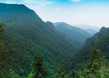  Odisha Sees 4,000 Sq Km Rise in Forest Cover Over Two Decades 
