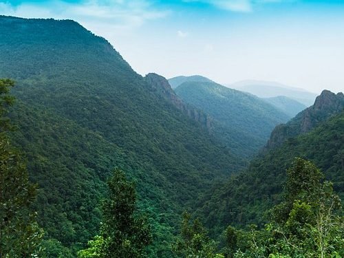 Odisha Sees 4,000 Sq Km Rise in Forest Cover Over Two Decades