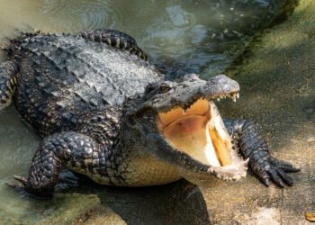 Woman Missing After Suspected Crocodile Attack in Odisha’s Kendrapara District