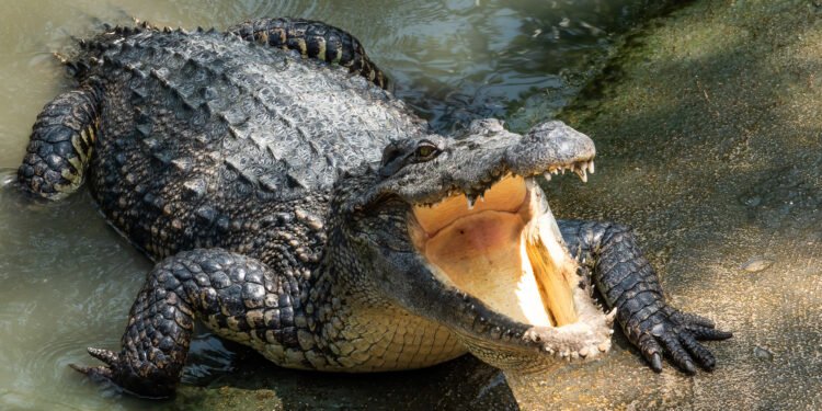 Woman Missing After Suspected Crocodile Attack in Odisha’s Kendrapara District