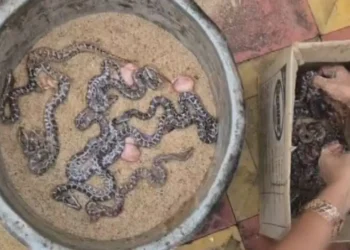 Rare Conservation Milestone: 14 Python Hatchlings Born via Artificial Incubation in Odisha