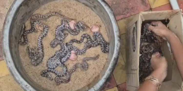 Rare Conservation Milestone: 14 Python Hatchlings Born via Artificial Incubation in Odisha
