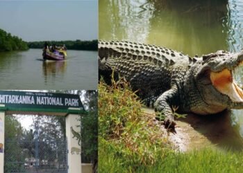 Bhitarkanika Set to Welcome Tourists Again After Breeding Break