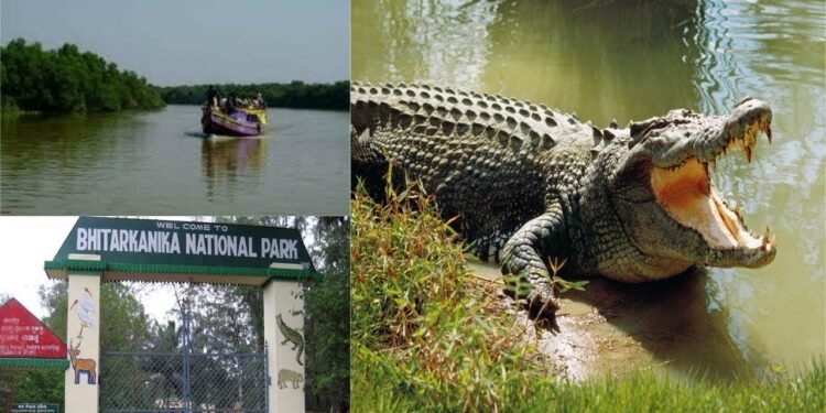 Bhitarkanika Set to Welcome Tourists Again After Breeding Break