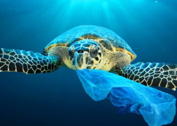 Marine Life Protection Gets a Boost with Focused National Initiatives