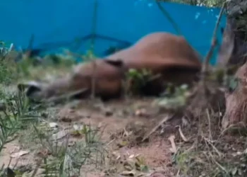 Odisha on Alert After Another Elephant Death Due to Electric Trap