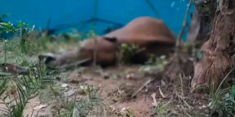 Odisha on Alert After Another Elephant Death Due to Electric Trap