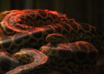 Tiny Giants Born: Nandankanan Zoo Welcomes 11 New Yellow Anacondas