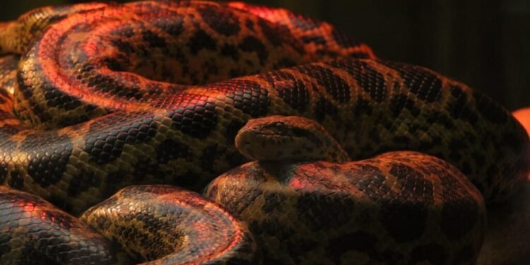 Tiny Giants Born: Nandankanan Zoo Welcomes 11 New Yellow Anacondas