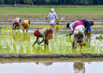 Cabinet Launches ‘PM Dhan-Dhaanya Krishi Yojana’ to Boost Agriculture in 100 Backward Districts