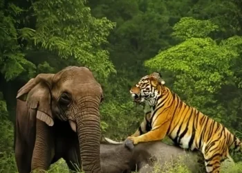 India Reports Steady Growth in Tiger, Lion and Elephant Populations with Strengthened Conservation and Conflict Management Measures