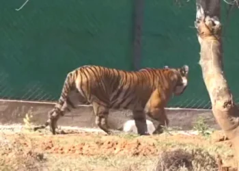 Hope in the Wild: Tigress Zeenat’s Journey Towards Motherhood in Similipal