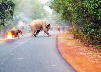 Government Steps Up Measures to Address Rising Threat from Wild Animals