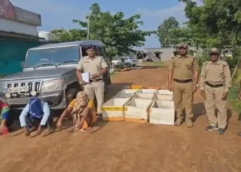 Turtle Smuggling Busted in Malkangiri: Over 1,000 Rescued from Inter-State Racket