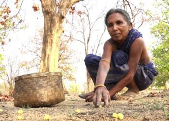 How the Sweetness of Mahua Turns Bitter for Odisha’s Forest Gatherers