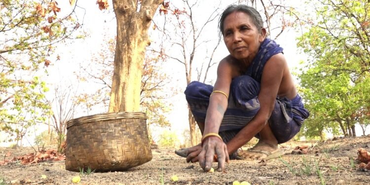 How the Sweetness of Mahua Turns Bitter for Odisha’s Forest Gatherers